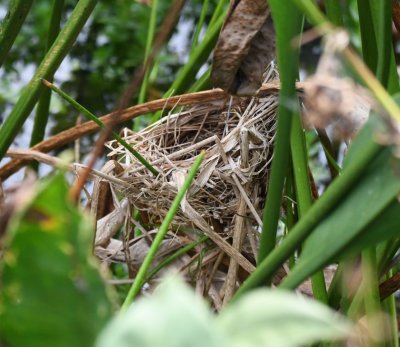Red-winged Blackbird nest