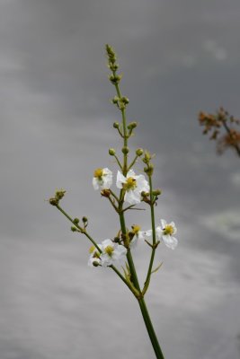 Duck Potato blossoms