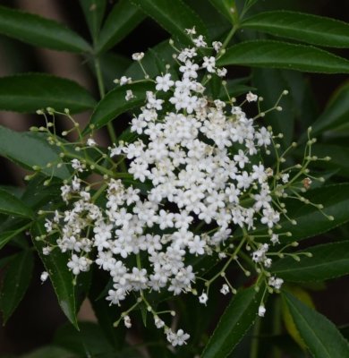 White wildflower