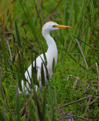Cattle Egret