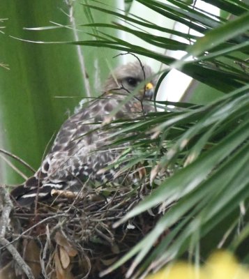 Young Red-shouldered Hawk in a nest in a palm tree