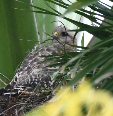 Young Red-shouldered Hawk