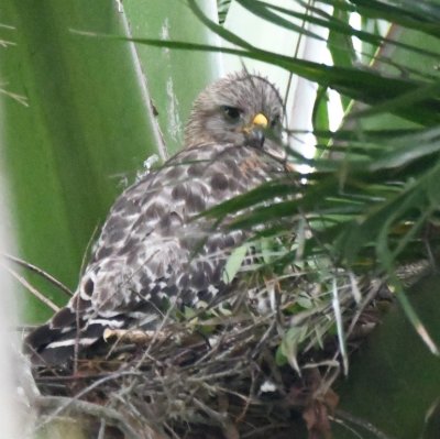 Young Red-shouldered Hawk