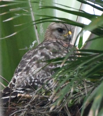Young Red-shouldered Hawk