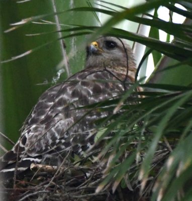 Young Red-shouldered Hawk