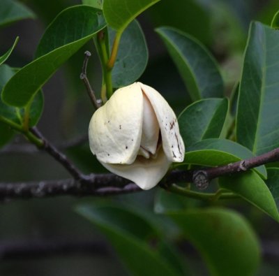 Alligator Apple