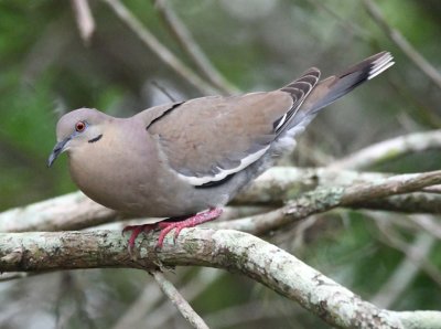 White-winged Doves
