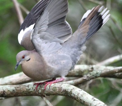 White-winged Dove stretching its wings