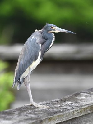 Tricolored Heron on the boardwalk rail at Green Cay