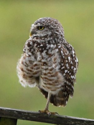 The nesting burrows were marked with rope borders to prevent their being disturbed and perches were erected in each plot.