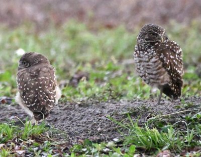 Young Burrowing Owl on the L and adult on the R