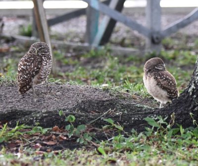 Parent and young Burrowing Owls