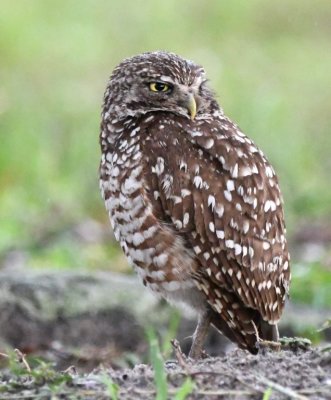 Burrowing Owl