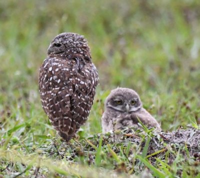 Adult and young Burrowing Owls
