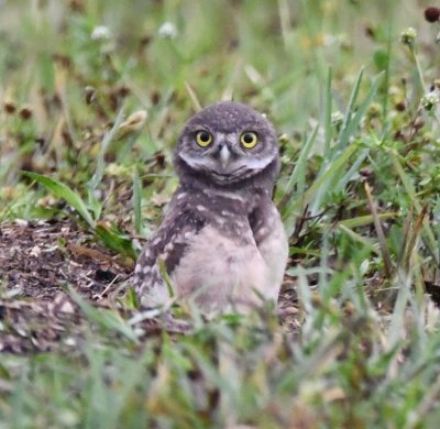 Immature Burrowing Owl