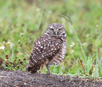Burrowing Owl