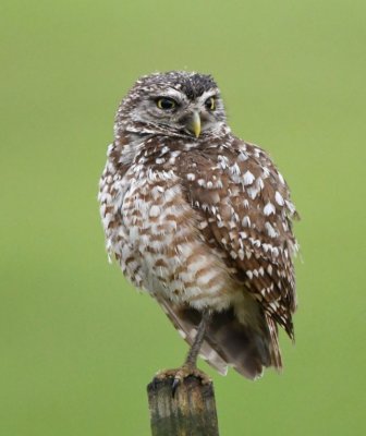 Burrowing Owl