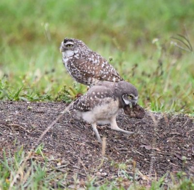 The young Burrowing Owl looks like it's chewing on some dried out carcass; Mary thought it must be a toad or a squirrel.