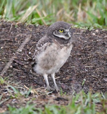 Young Burrowing Owl