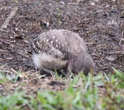 Young Burrowing Owl
