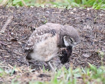 Young Burrowing Owl chewing some unknown blob
