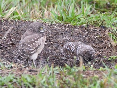 The adult Burrowing Owl appears to be inspecting whatever the young one dropped into the burrow...