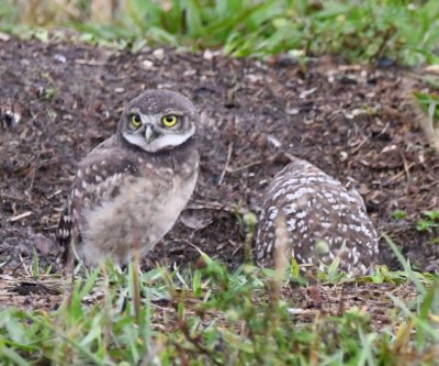 ...and then goes in for a closer look.