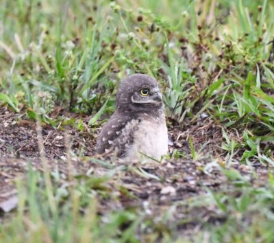 Another young Burrowing Owl