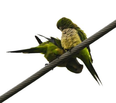 These two Monk Parakeets were perched on the power line at the west edge of the park.