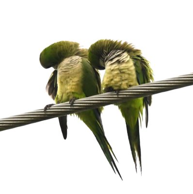 Two Monk Parakeets performing synchronized preening