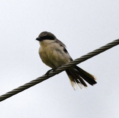 Nearby, in the fading light, was this Loggerhead Shrike.