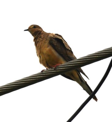 Mourning Dove