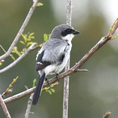Looks like a young Loggerhead Shrike