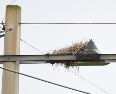 The smaller Monk Parakeet nest, on powerlines on the west side of the park