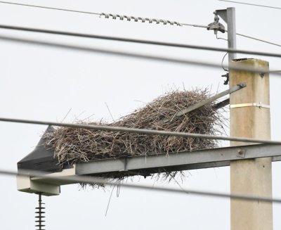The bigger communal nest of the Monk Parakeets, our last photo of the day