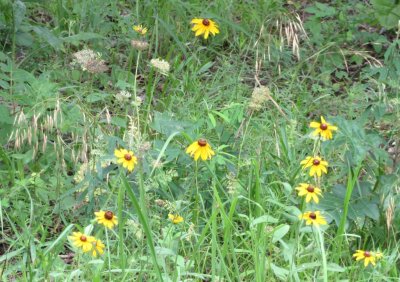 Rudbeckia and other wildflowers