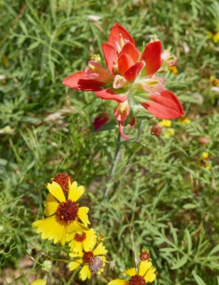 Indian Paintbrush and coreopsis