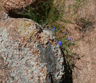 Blue-flowering spiderwort among the granite rocks at Lake Quanah Parker, Wichita Mtns WR, OK