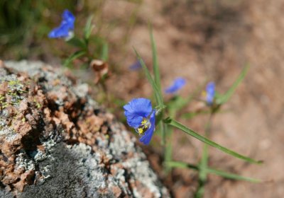 Spiderwort