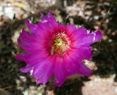 Magenta cactus flower