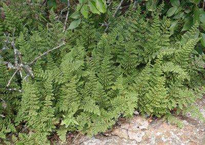 Mary noticed these ferns growing near the creek.