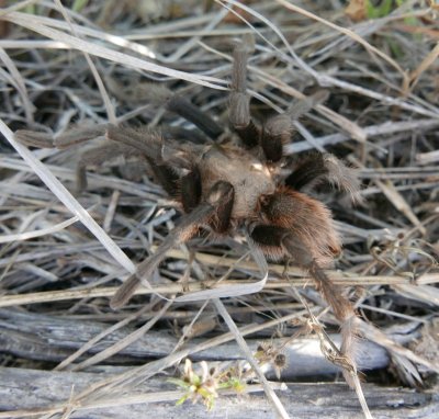 The tarantula finally got tired of our photographing it and crawled off into the grass, so we went home.