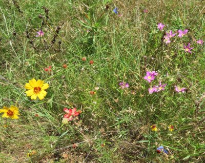 Wildflowers on the SW side of Quanah Parker Lake 