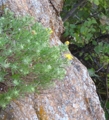 Wildflowers growing out of the rocks