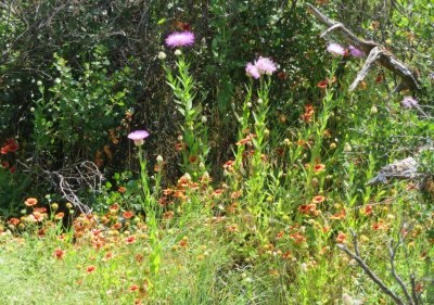 Our next stop was the Sunset Picnic area and there were lots of wildflowers blooming there too.