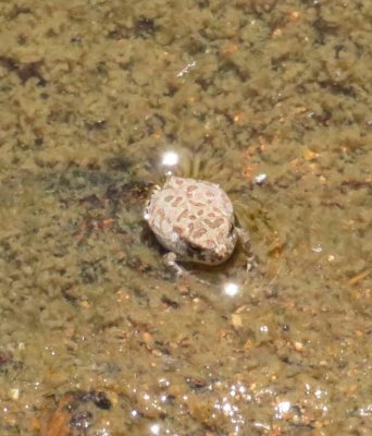 A tiny but loud frog made its presence known in the stream.