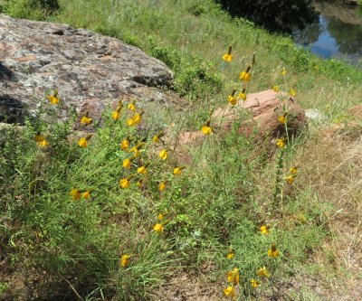 A variety of Mexican hat flowers along the trail above the creek