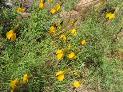 Mexican hat flowers