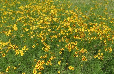 There was a large field of coreopsis blooming at the corner E of Lake Quanah Parker.