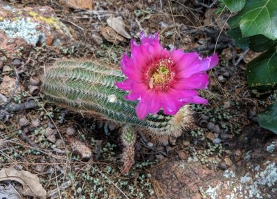 Mary found the only cactus with a flower.
